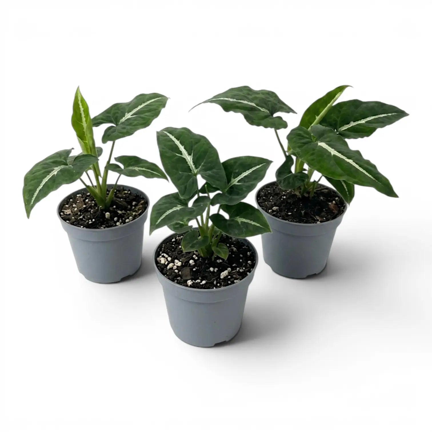 Syngonium wendlandii Baby-Pflanze im Kulturtopf.