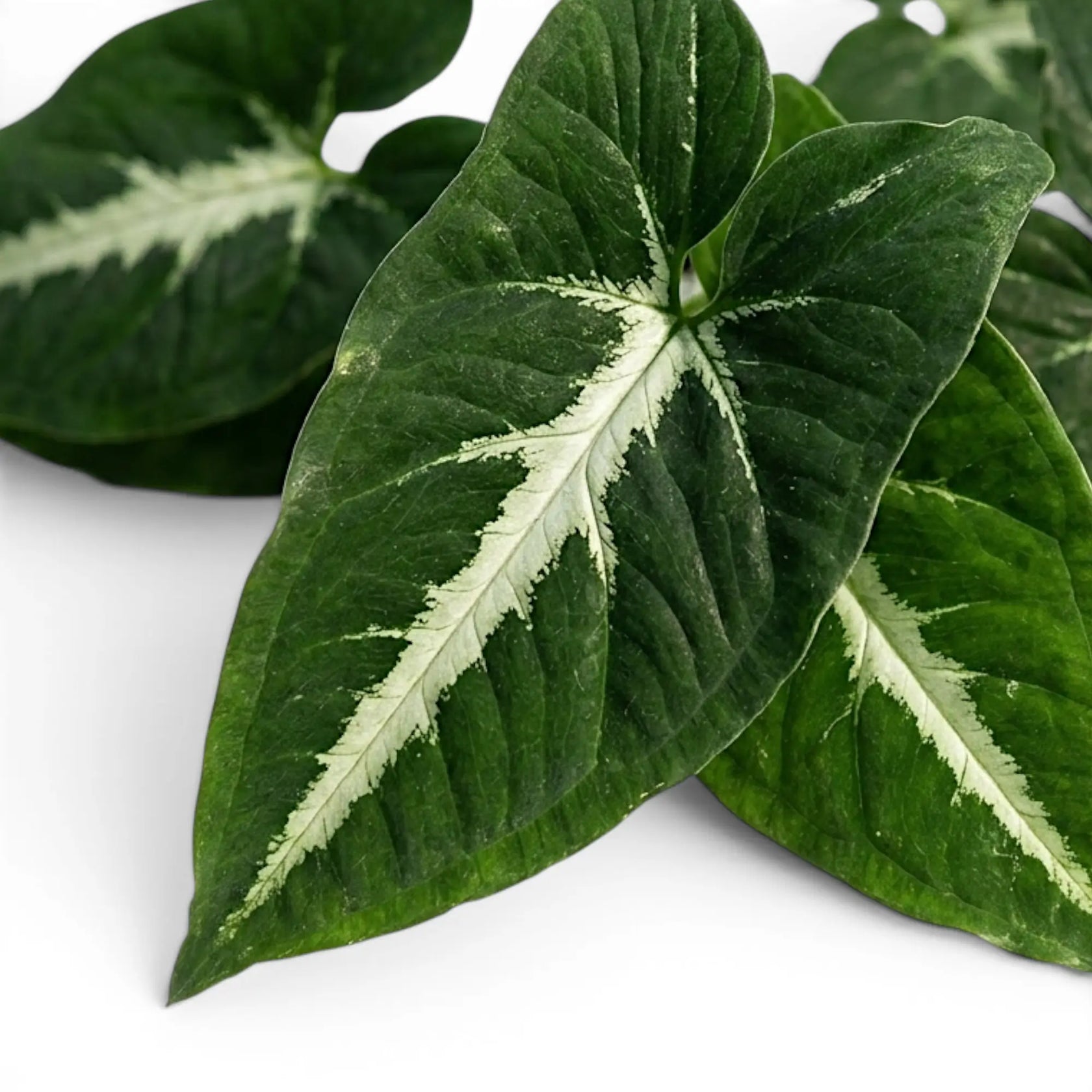 Syngonium wendlandii Nahaufnahme mit dunkelgrünen Blättern und hellen Mittelrippen.
