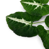 Syngonium wendlandii Nahaufnahme mit dunkelgrünen Blättern und hellen Mittelrippen.