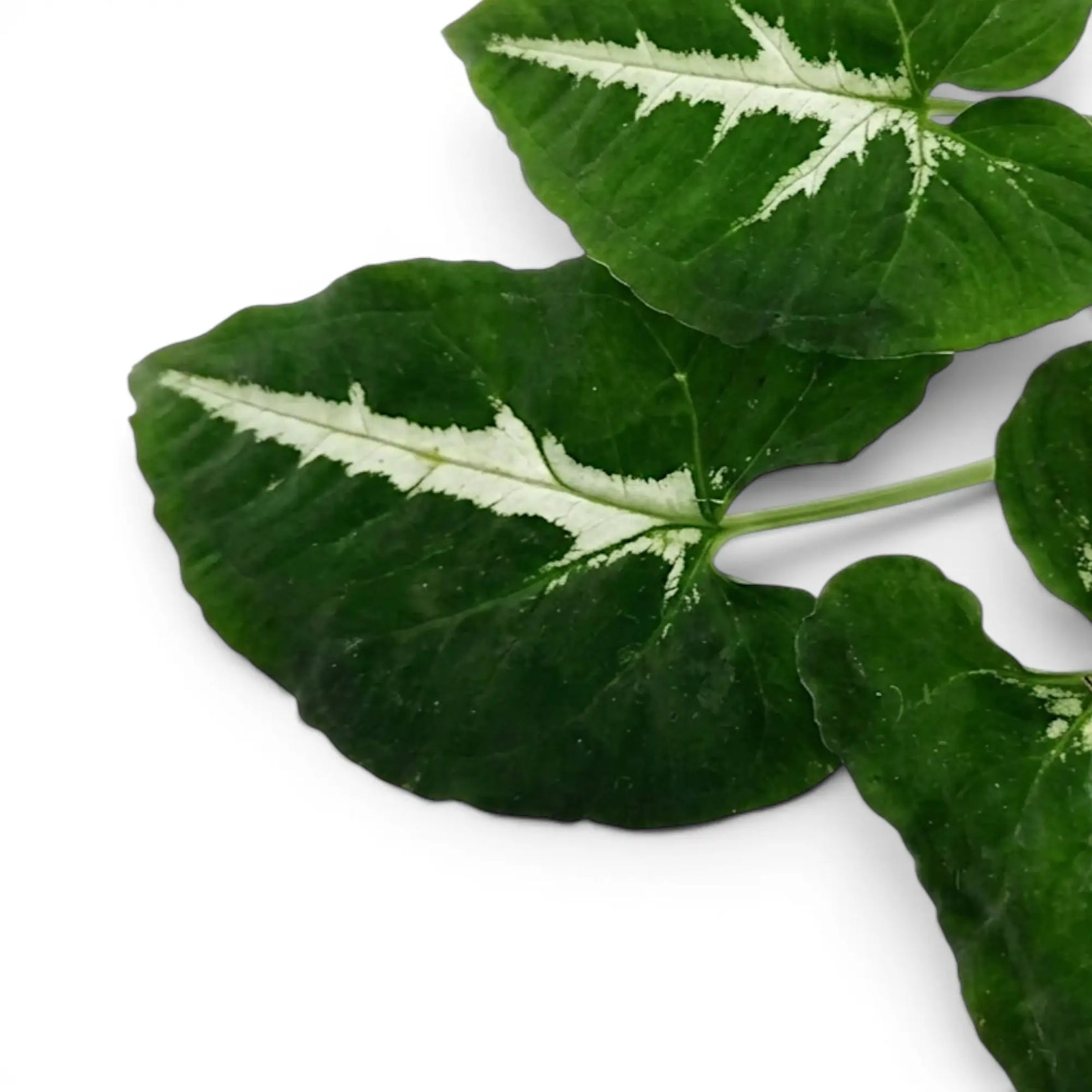 Syngonium wendlandii Nahaufnahme mit dunkelgrünen Blättern und hellen Mittelrippen.
