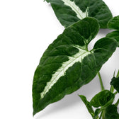 Syngonium wendlandii Nahaufnahme mit dunkelgrünen Blättern und hellen Mittelrippen.