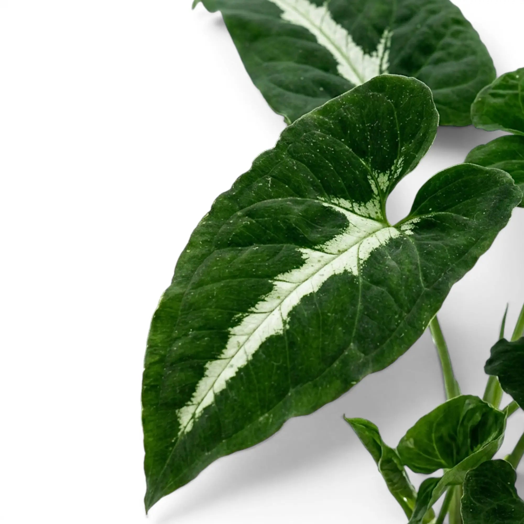 Syngonium wendlandii Nahaufnahme mit dunkelgrünen Blättern und hellen Mittelrippen.