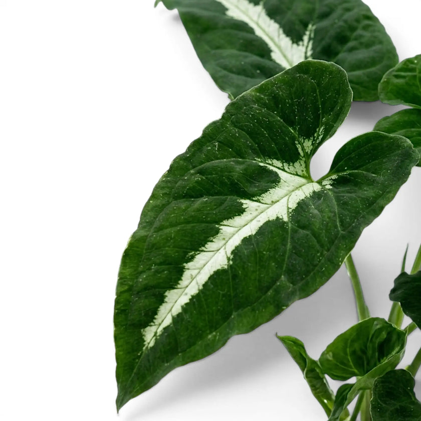 Syngonium wendlandii Nahaufnahme mit dunkelgrünen Blättern und hellen Mittelrippen.
