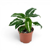 Syngonium wendlandii im Kulturtopf.