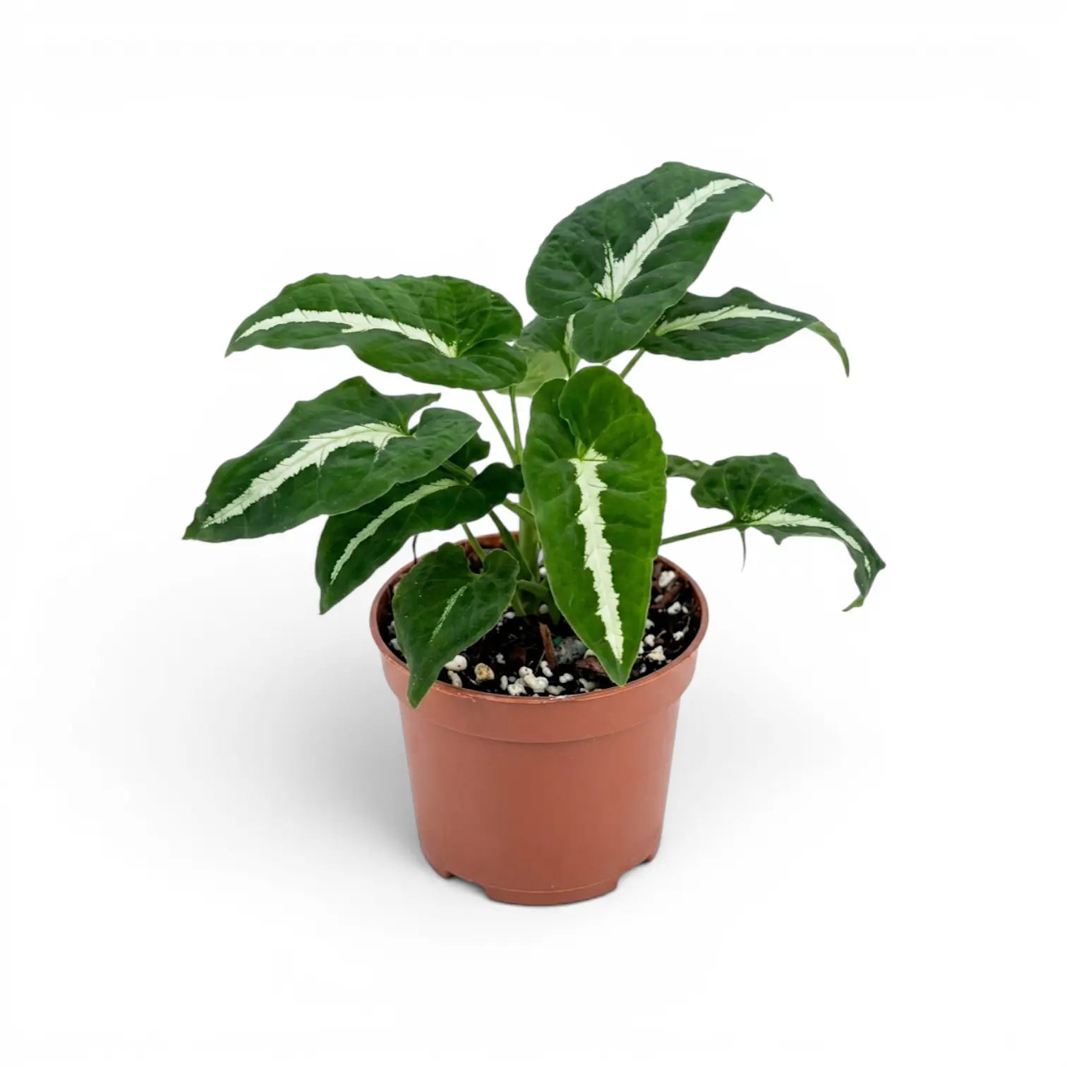 Syngonium wendlandii im Kulturtopf.