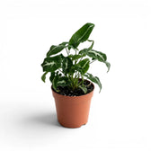 Syngonium wendlandii im Kulturtopf.