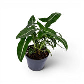 Syngonium wendlandii im Kulturtopf.