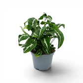Syngonium wendlandii im Kulturtopf.