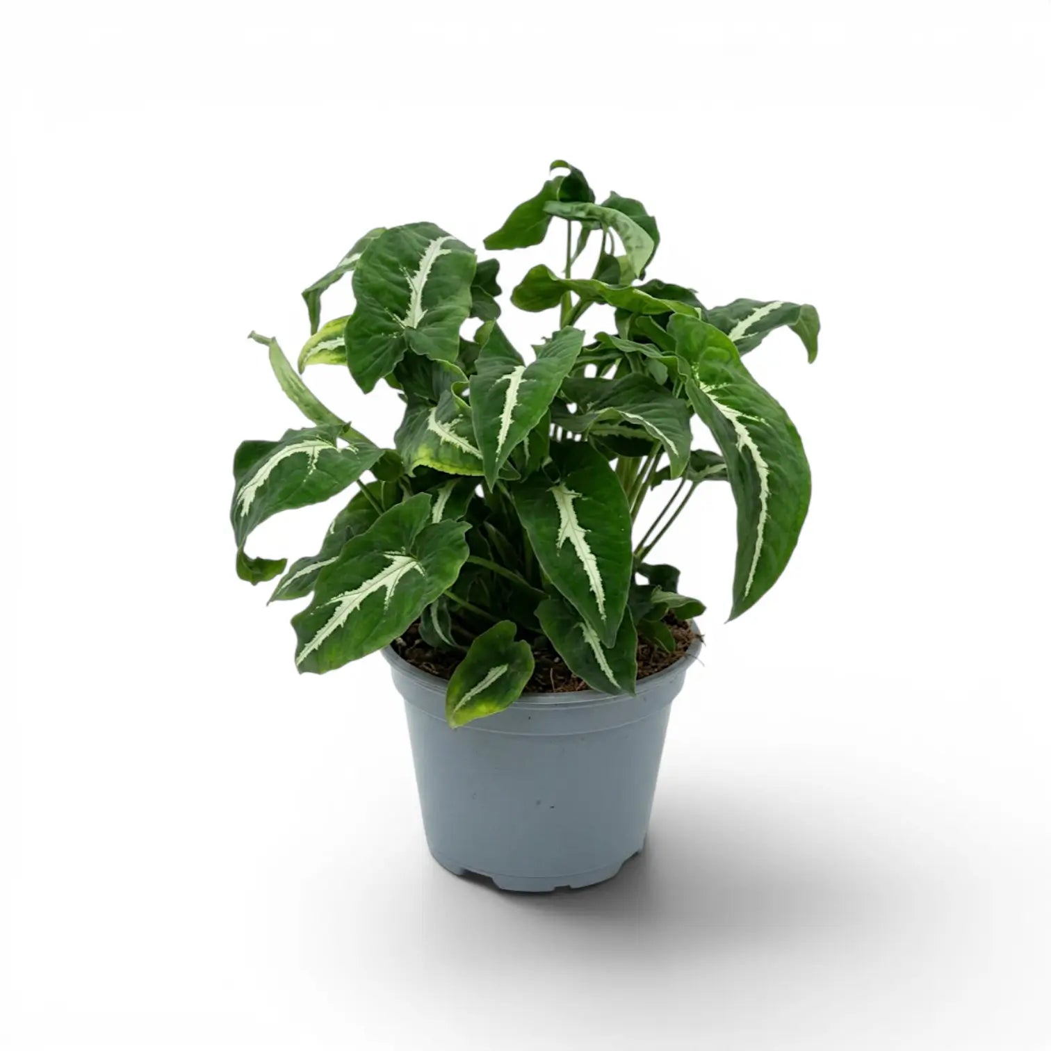 Syngonium wendlandii im Kulturtopf.