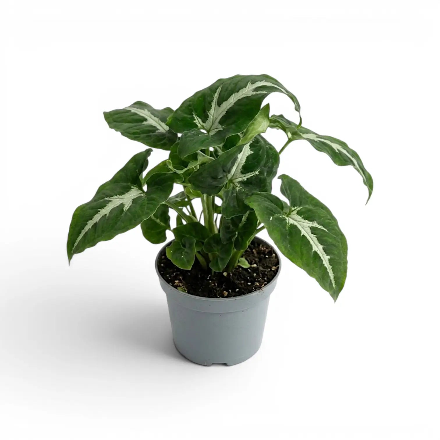 Syngonium wendlandii im Kulturtopf.