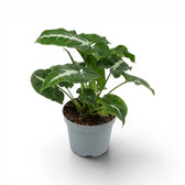 Syngonium wendlandii im Kulturtopf.