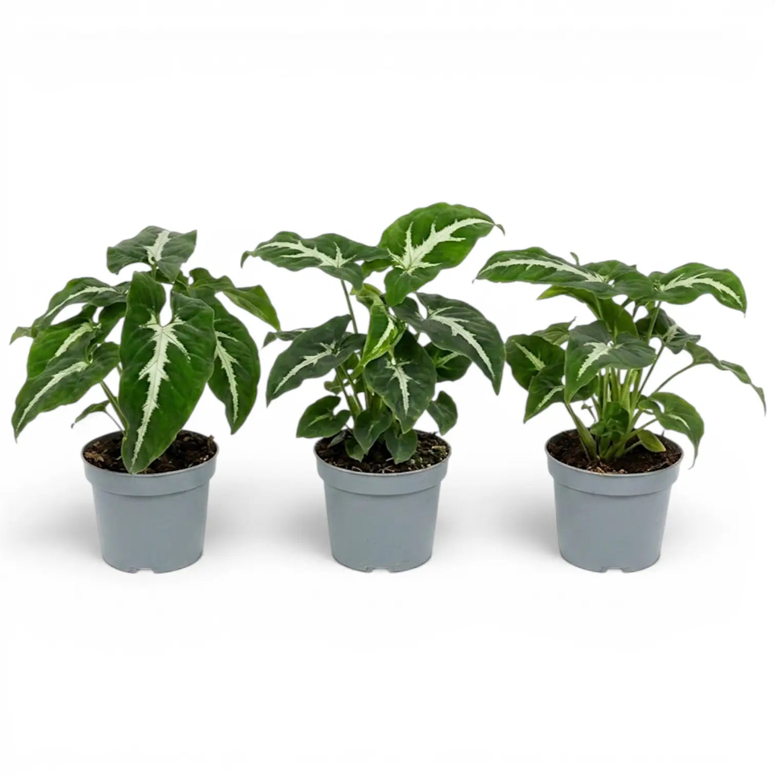 Syngonium wendlandii im Kulturtopf.