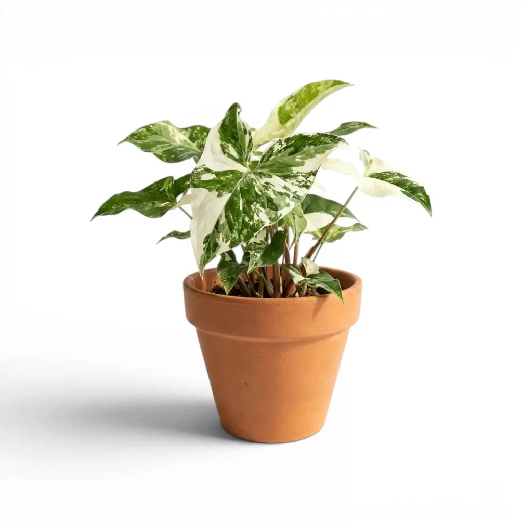 Syngonium podophyllum Albo Variegata mit weiß-grün panaschierten Blättern