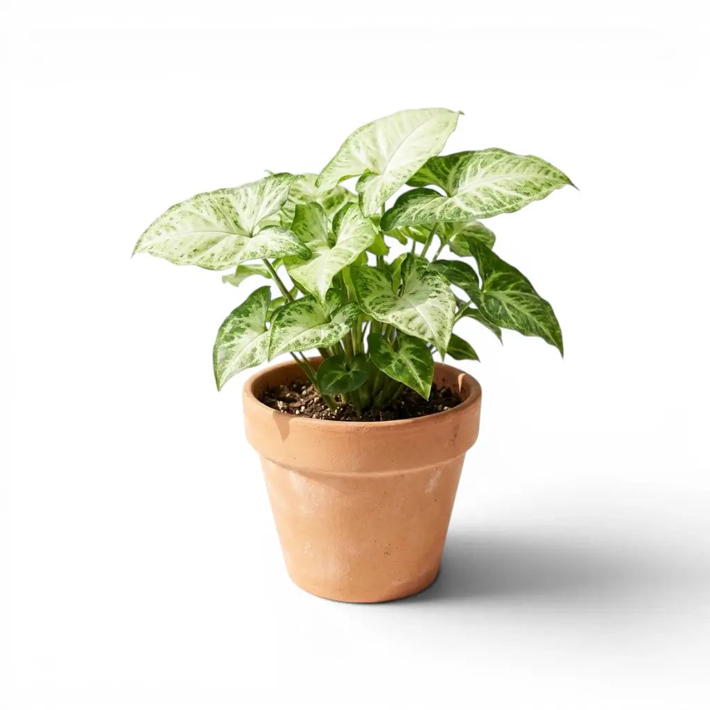 Syngonium podophyllum Arrow mit grünen pfeilförmigen Blättern