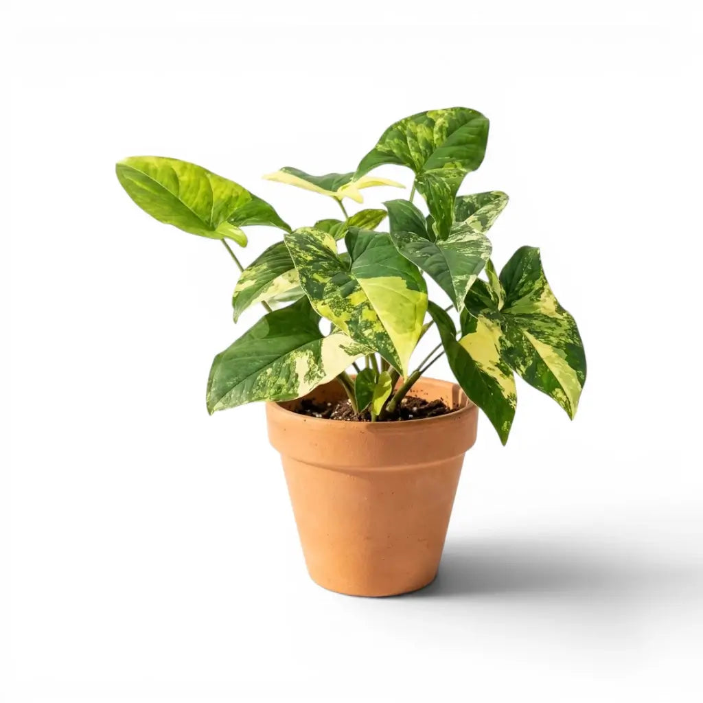 Syngonium podophyllum Aureum mit gelbgrün panaschierten Blättern