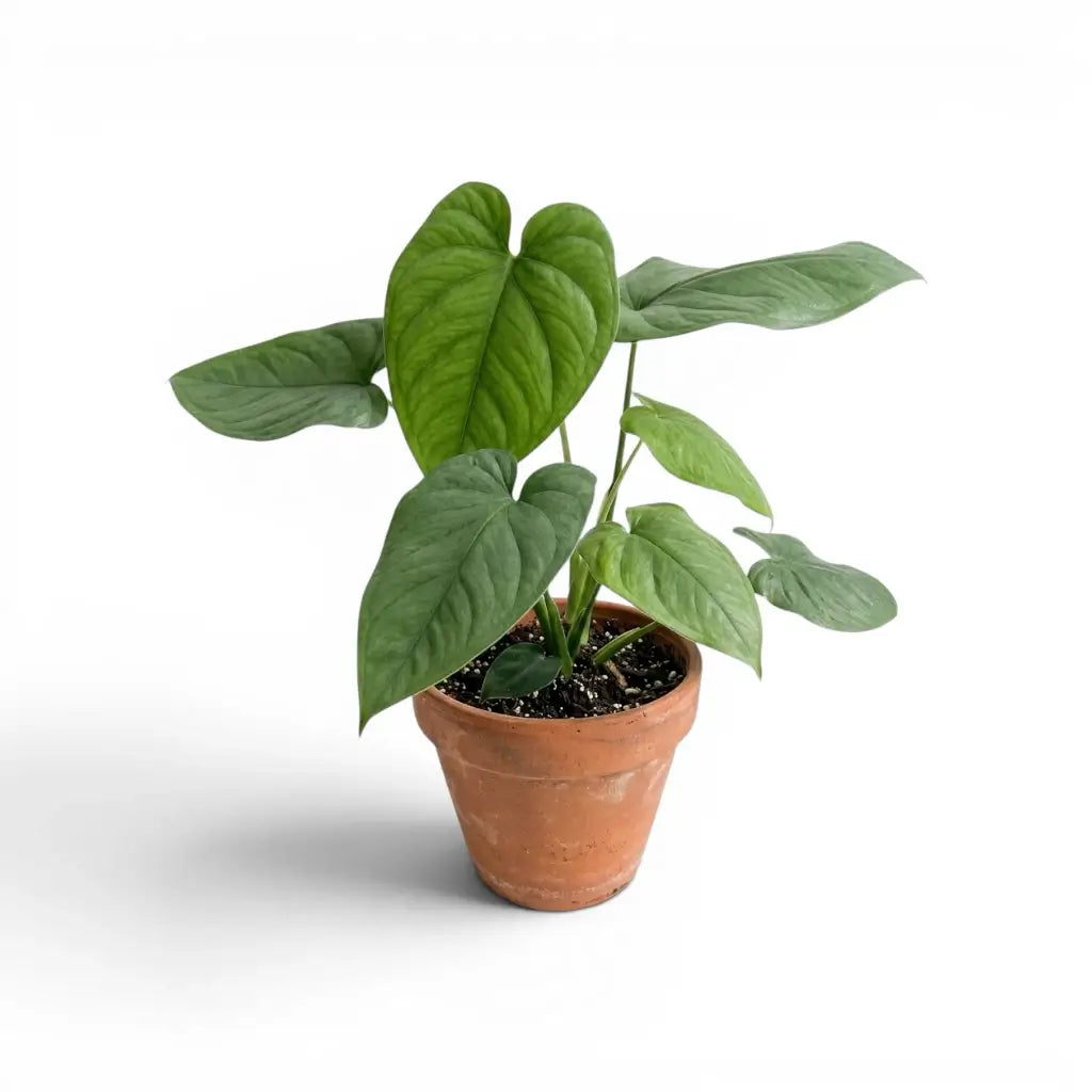 Syngonium chiapense mit breiten grünen kletternden Blättern