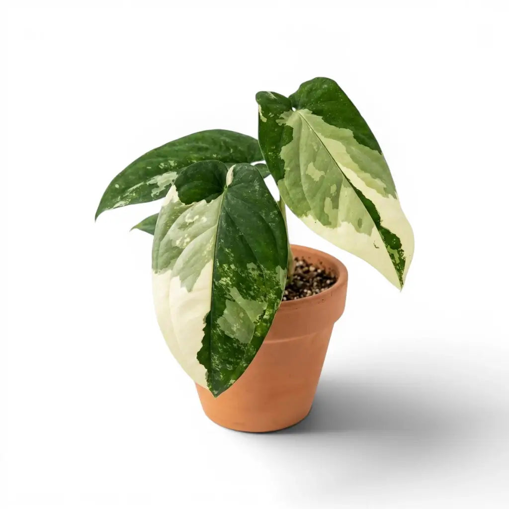 Syngonium chiapense variegata mit breiten weiß panaschierten Blättern