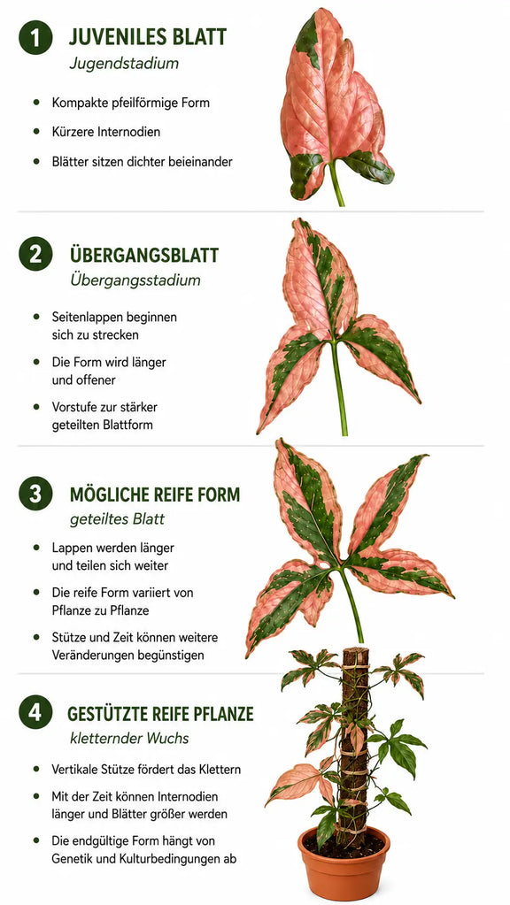 Infografik zur Blattentwicklung von Syngonium mit juvenilen, Übergangs- und reifen Blattformen sowie gestütztem Wuchs