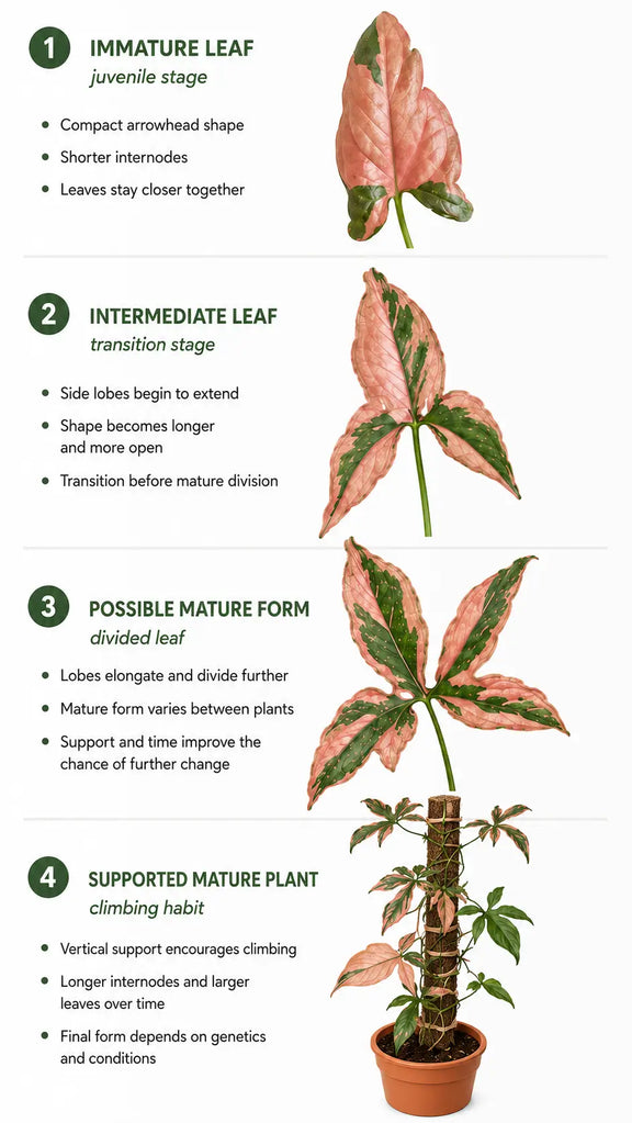 Syngonium leaf development from juvenile arrowhead leaves to more mature divided growth