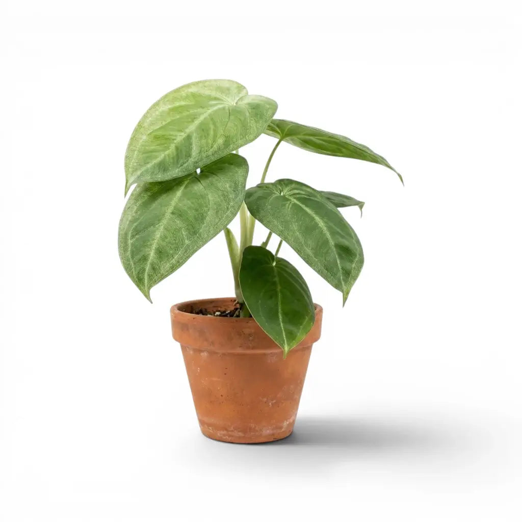 Syngonium macrophyllum Ice Frost mit breiten bereift wirkenden grünen Blättern