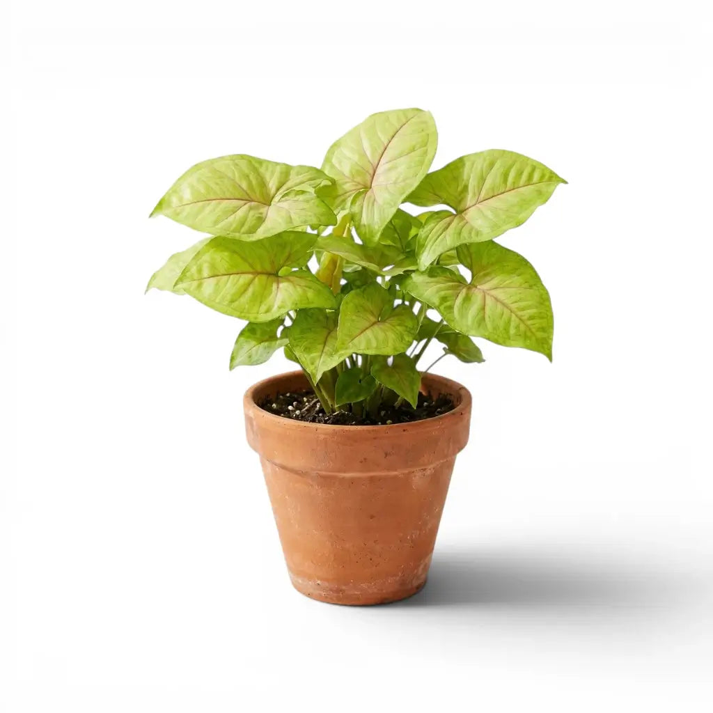 Syngonium Mango Allusion mit pfirsichfarbenen und weich grünen Blättern