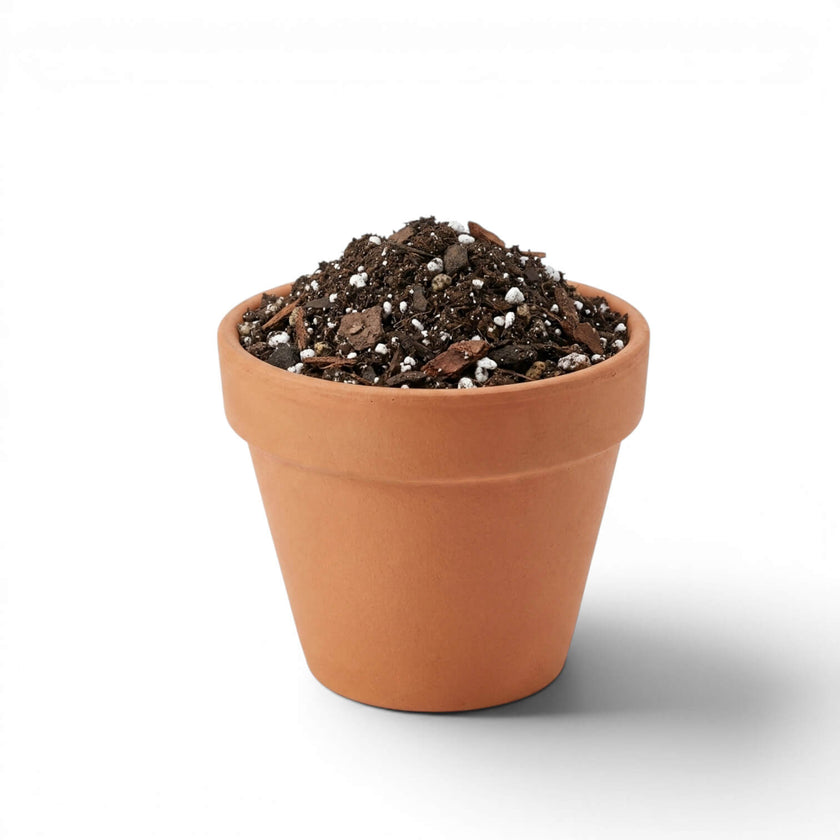 Terracotta pot with Syngonium potting mix soil on a white background