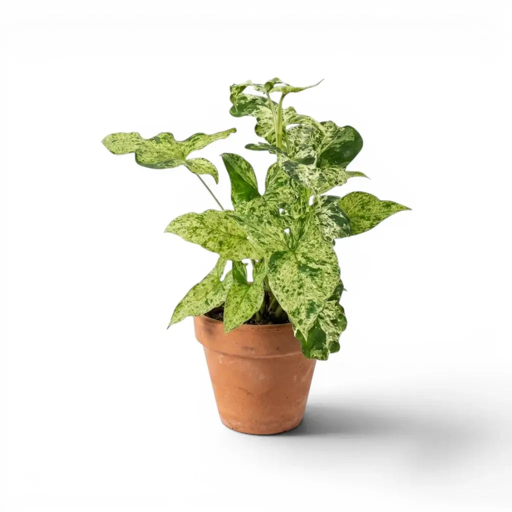 Syngonium podophyllum Mottled mit mintfarbenen, cremefarbenen und grünen Zeichnungen
