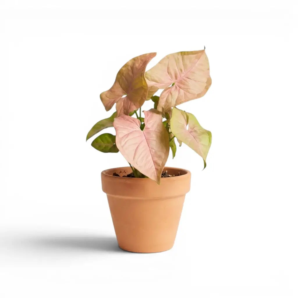 Syngonium podophyllum Neon mit warmrosa juvenilen Blättern