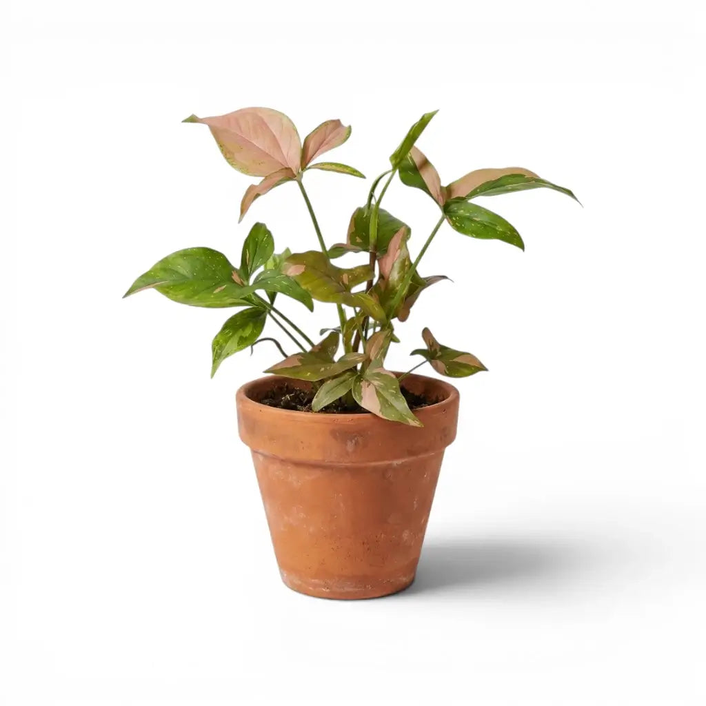 Syngonium Pink Spot mit grünen Blättern und rosa gesprenkelten Zeichnungen