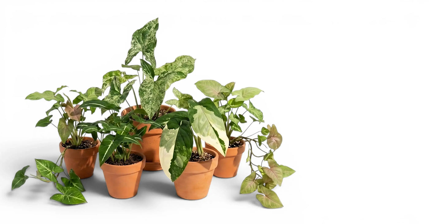 Gemischte Syngonium-Sorten mit unterschiedlichen Farben und pfeilförmigen Blattmustern