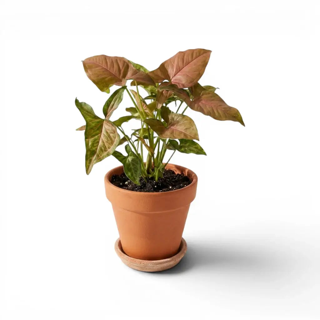Syngonium Regina Red mit rötlich-rosa Blättern und grünen Rändern
