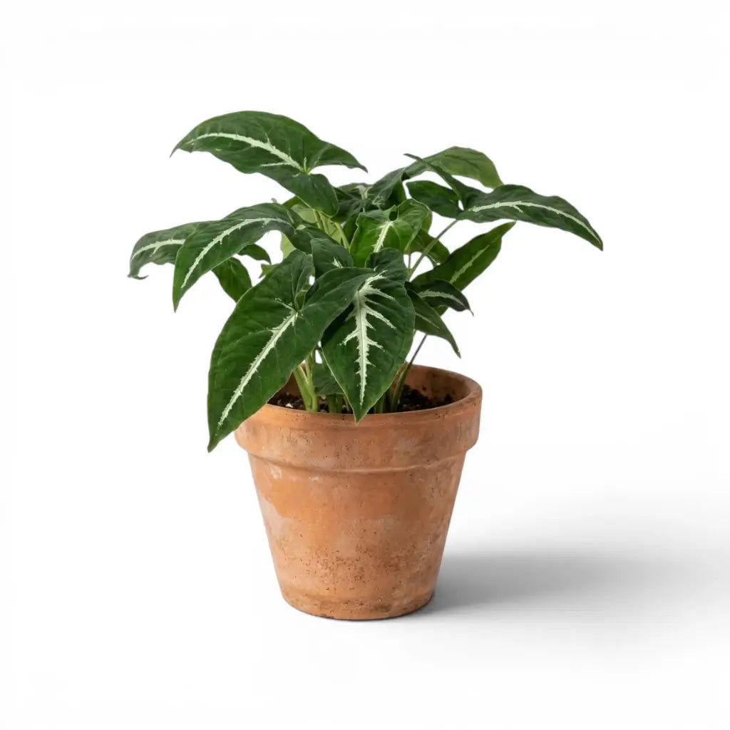 Syngonium wendlandii mit dunklen Blättern und hellem Mittelstreifen