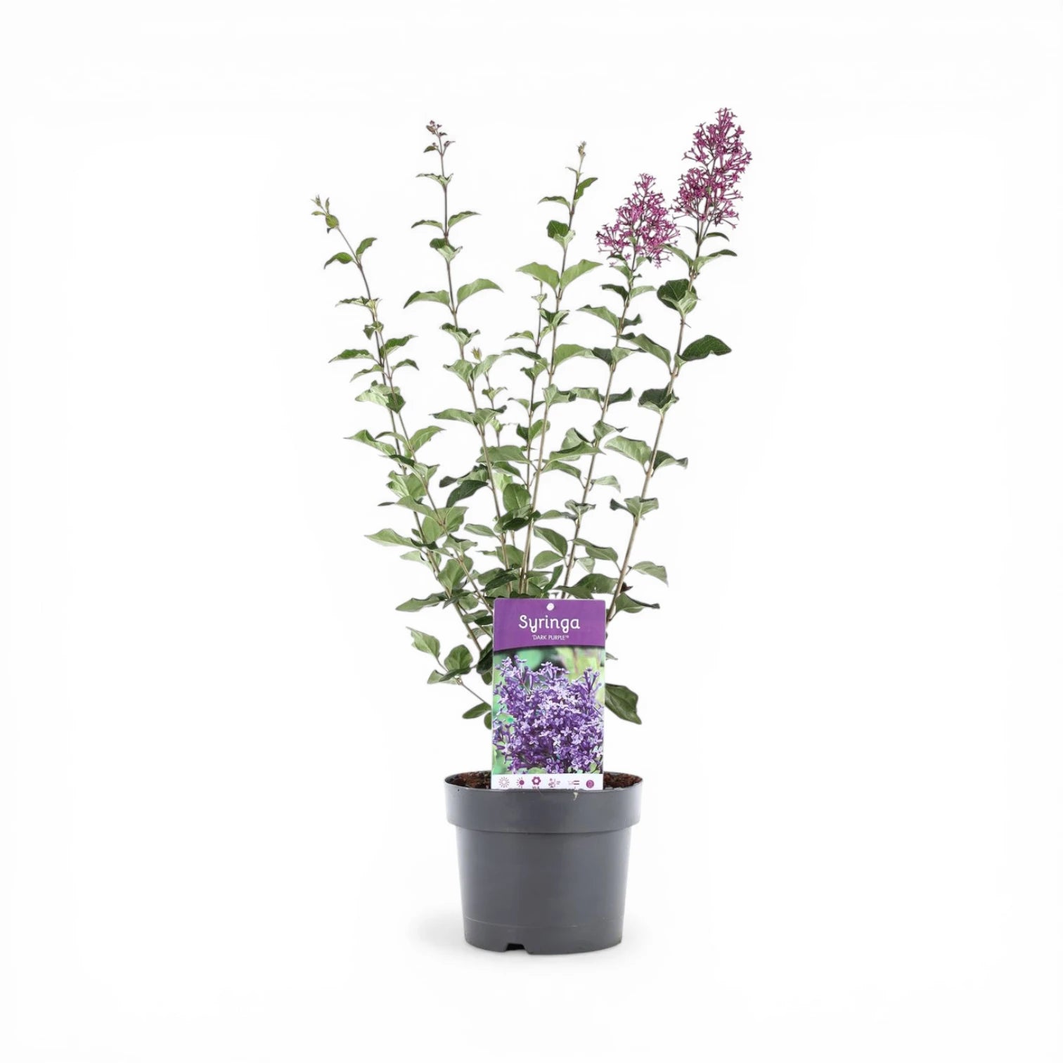 Syringa Bloomerang® Dark Purple close-up detail.