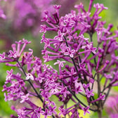 Syringa Bloomerang® Dark Purple detail shot.