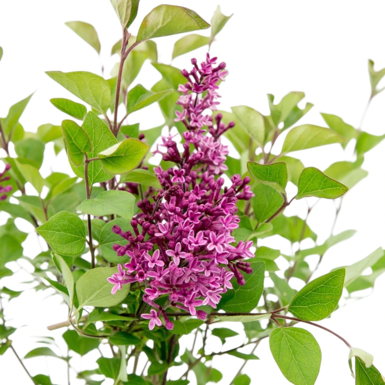 Syringa Bloomerang® Dark Purple detail shot.