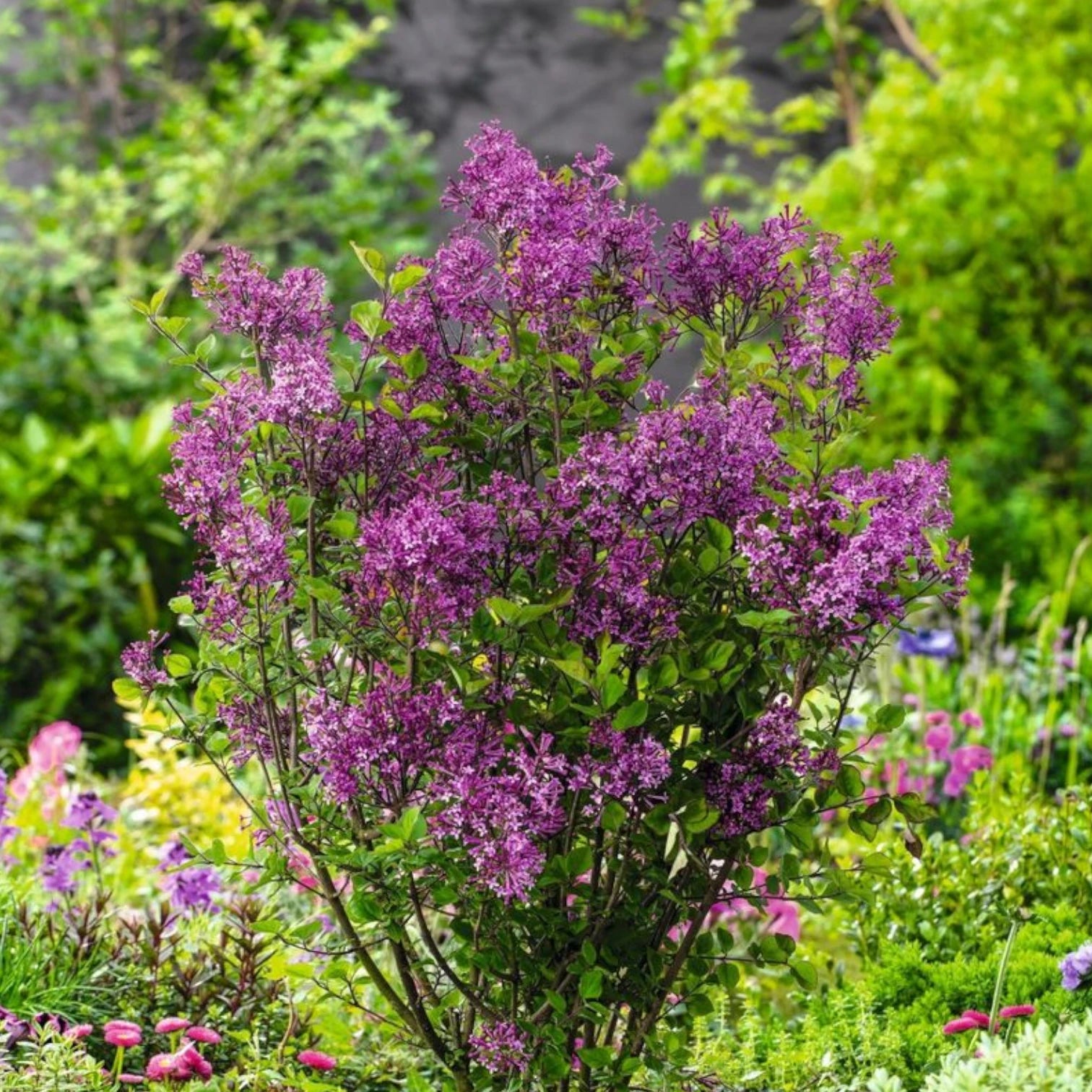 Syringa Bloomerang® Dark Purple plant detail.