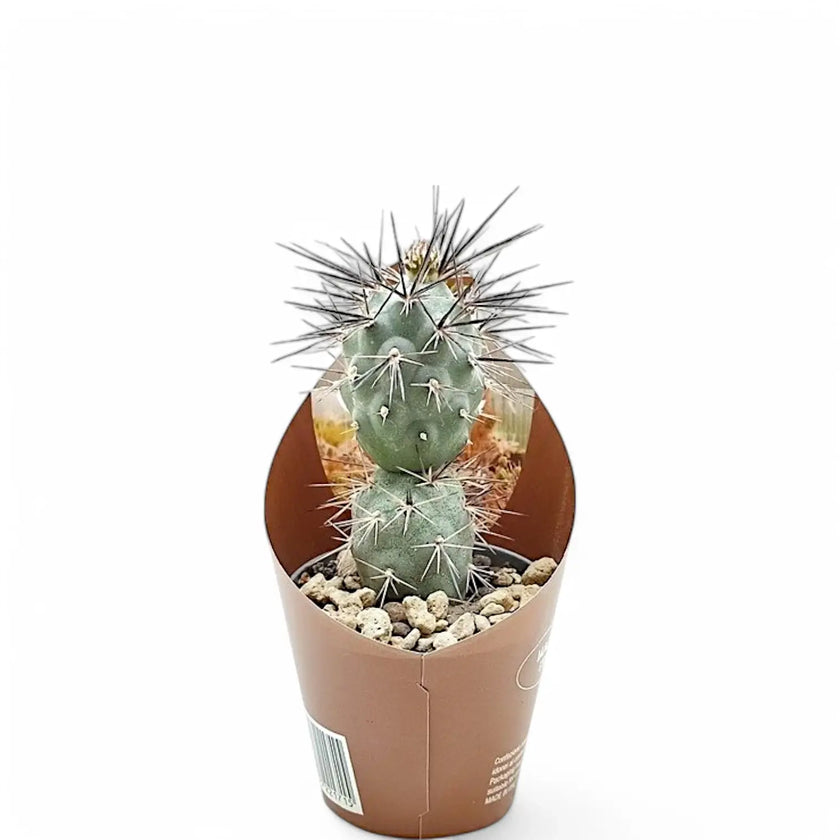 Tephrocactus alexanderi potted plant in nursery pot on white background.
