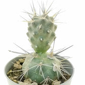 Tephrocactus alexunderi Zimmerpflanze im Anzuchttopf vor weißem Hintergrund, Produktfoto 3.