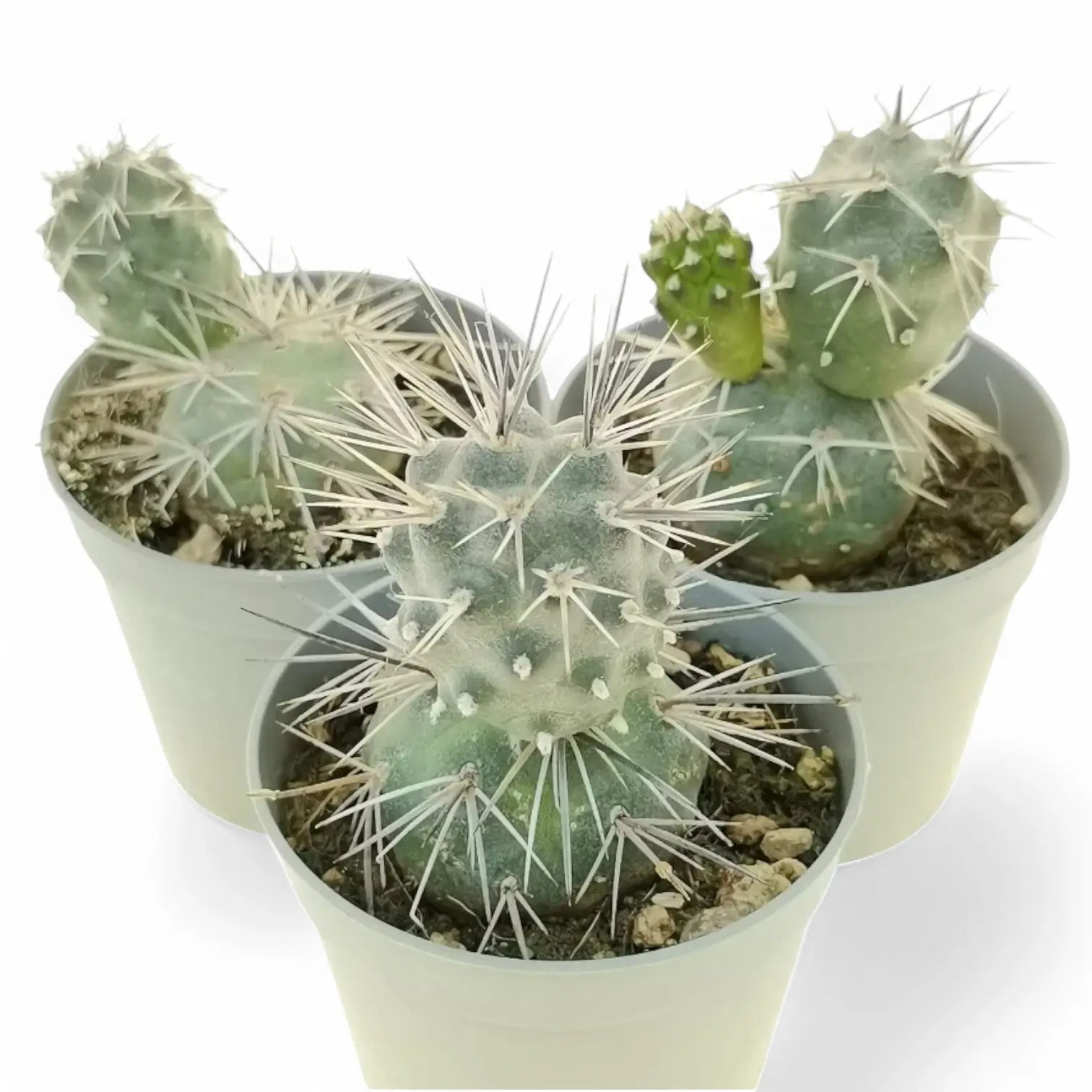 Tephrocactus alexunderi Zimmerpflanze im Anzuchttopf vor weißem Hintergrund, Produktfoto 4.