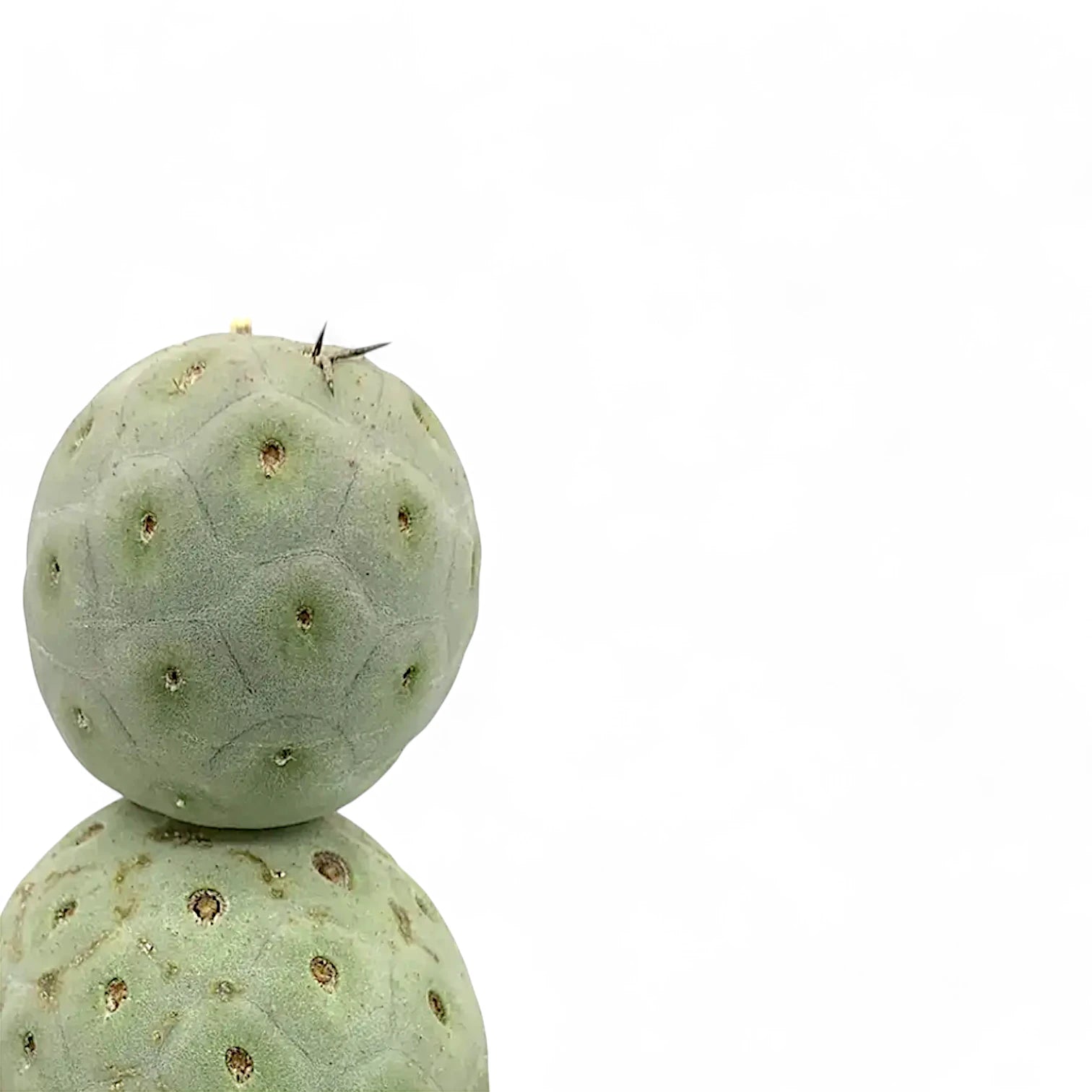 Tephrocactus geometricus – Blattdetail vor weißem Hintergrund..