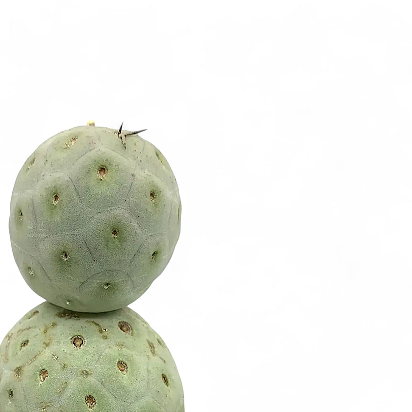 Tephrocactus geometricus leaf close-up on white background.