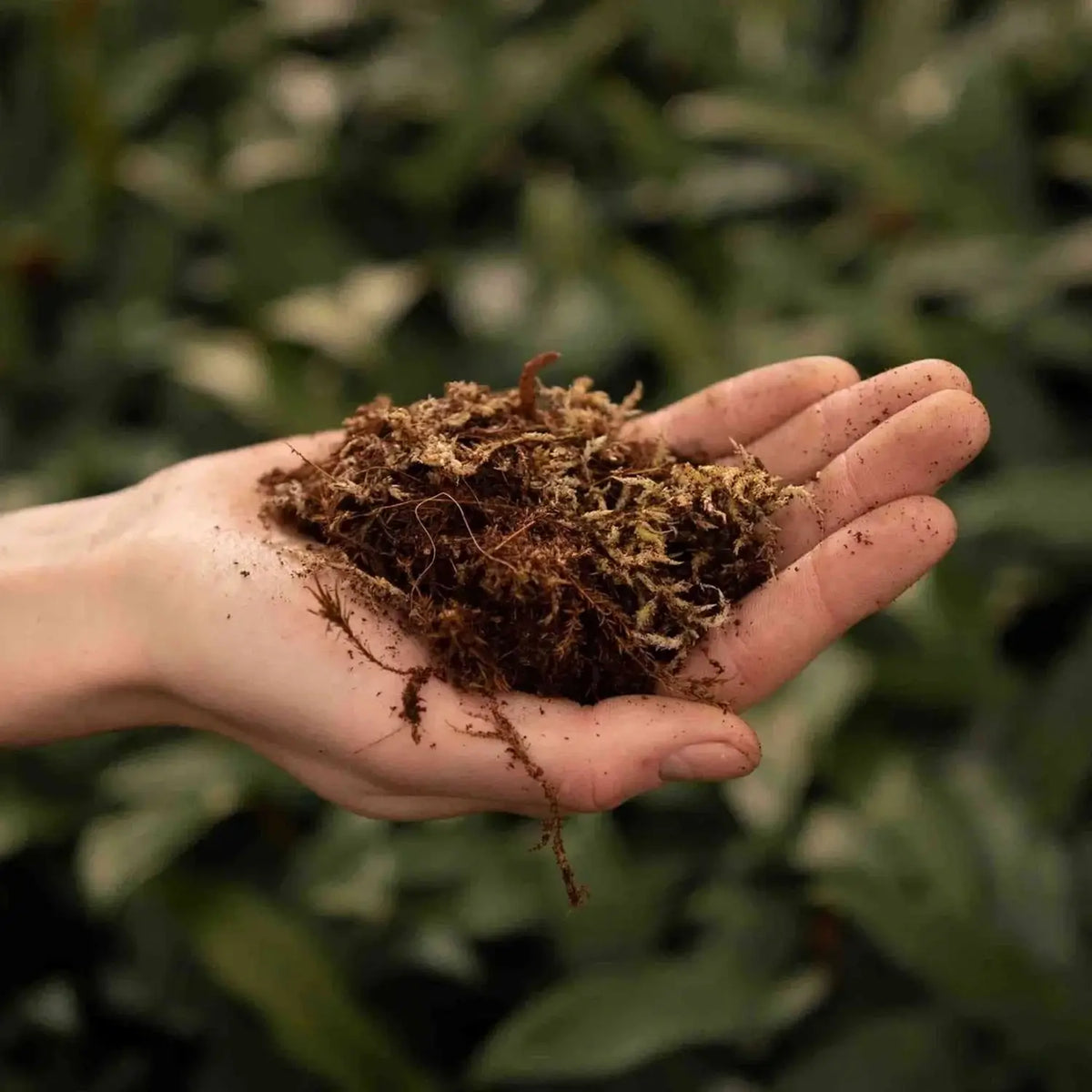 Terrarium-Substratmischung auf weißem Hintergrund, Produktfoto 4.