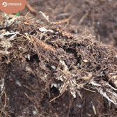 Terrarium-Substratmischung auf weißem Hintergrund, Produktfoto 5.