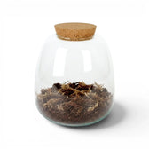 Clear glass jar with cork lid containing terrarium potting mixon a white background