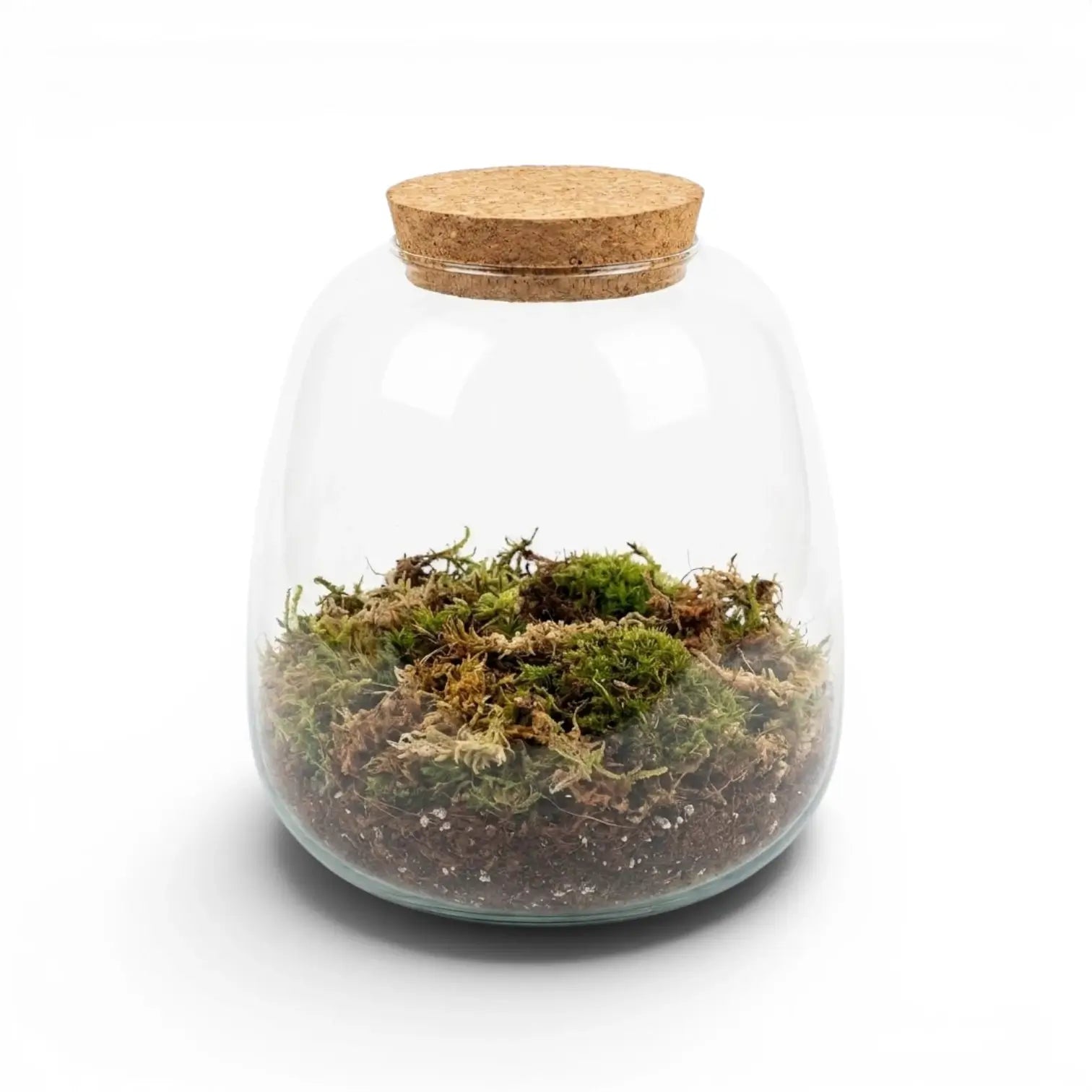 Glass jar with cork lid containing a small terrarium with terrarium potting mixon a white background