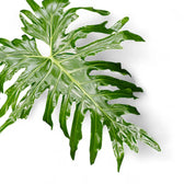 Thaumatophyllum bipinnatifidum leaf detail on white background.
