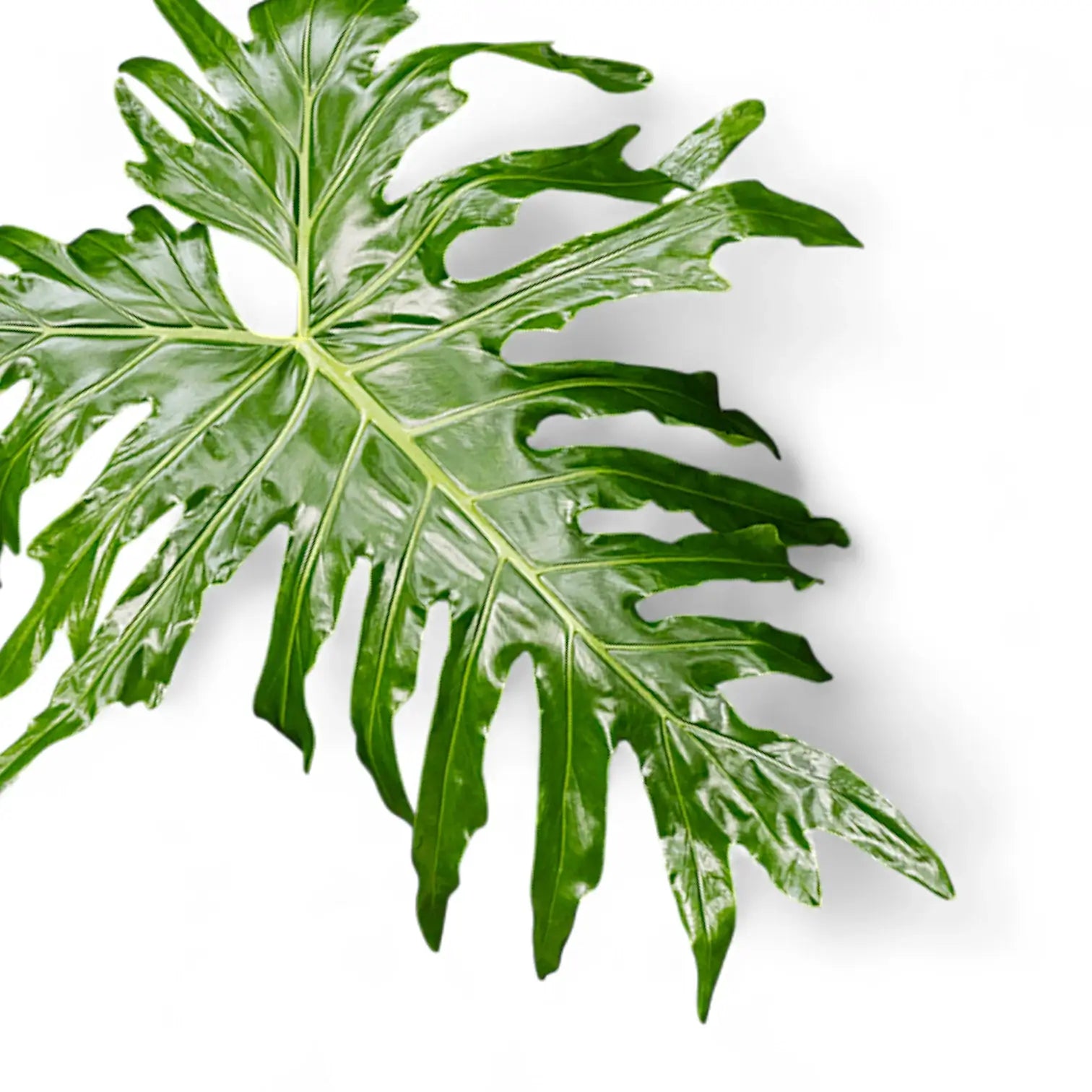Thaumatophyllum bipinnatifidum leaf detail on white background.