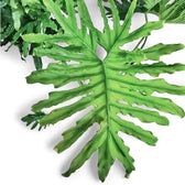 Thaumatophyllum bipinnatifidum potted plant in nursery pot on white background.