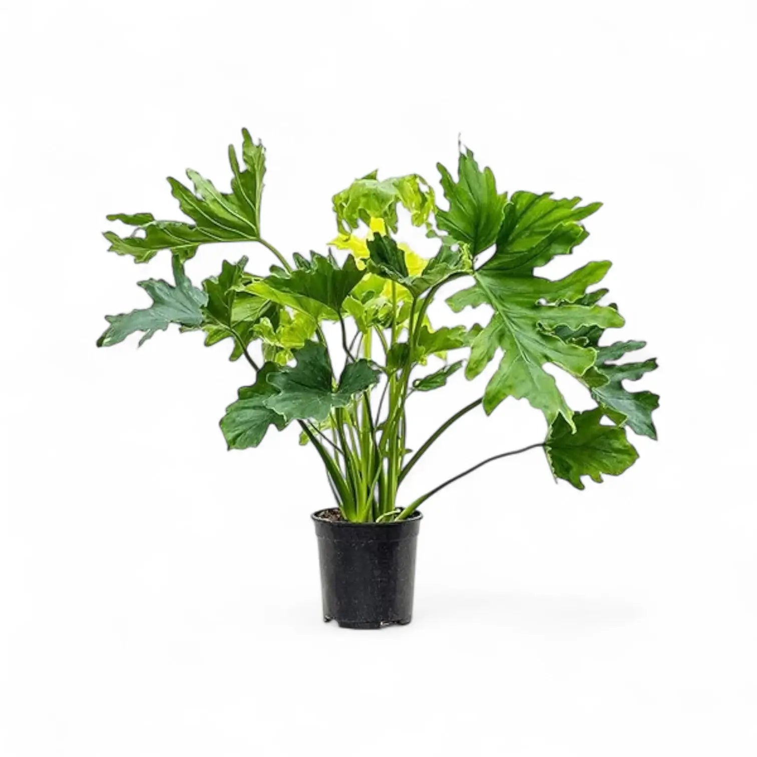 Thaumatophyllum bipinnatifidum potted plant in nursery pot on white background.