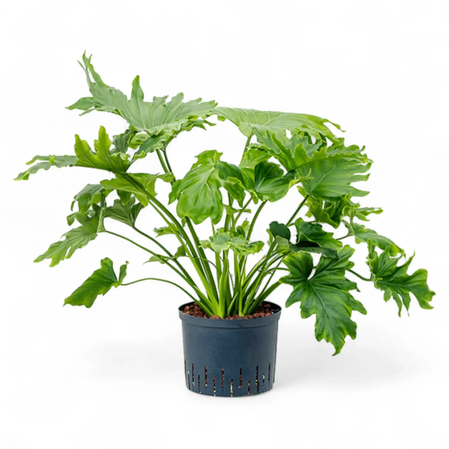 Thaumatophyllum bipinnatifidum potted plant in nursery pot on white background.